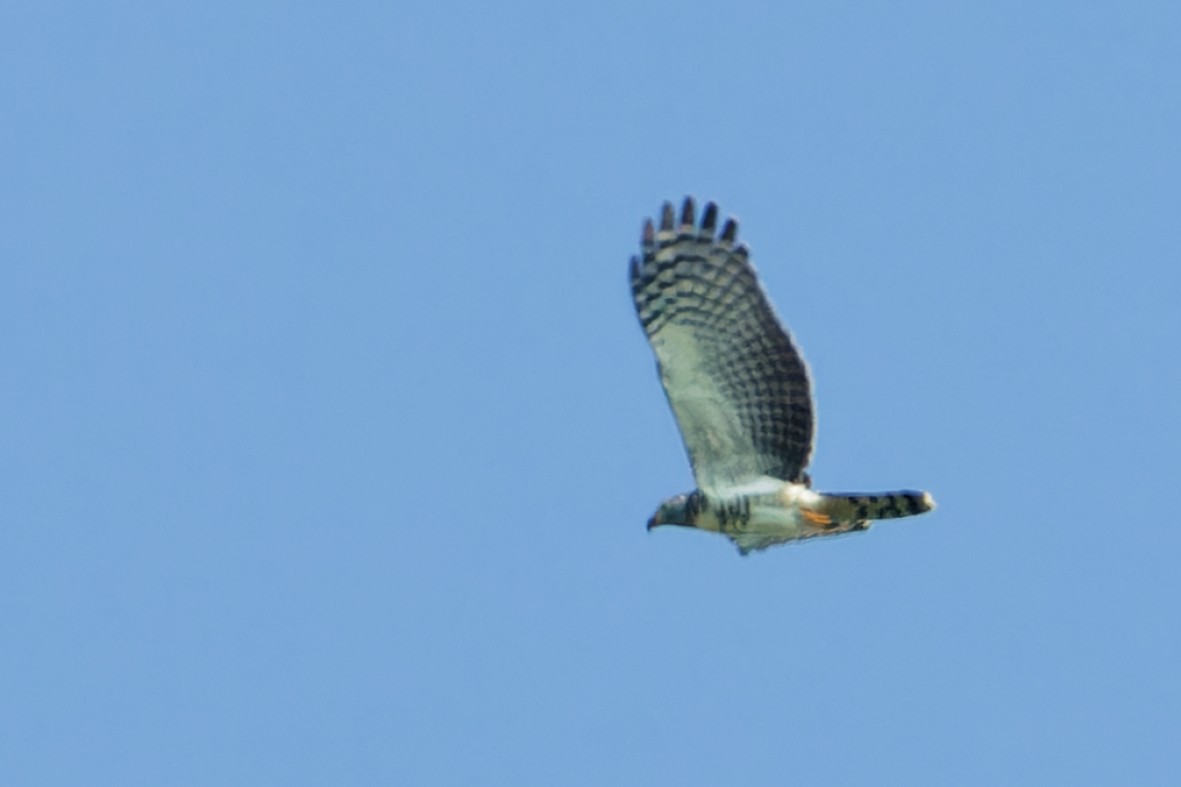 Hook-billed Kite - ML643467133