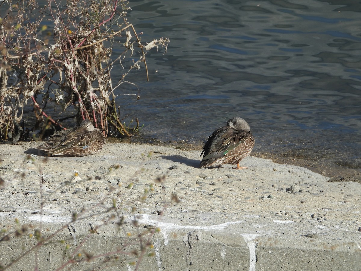 teal sp. - ML643467135