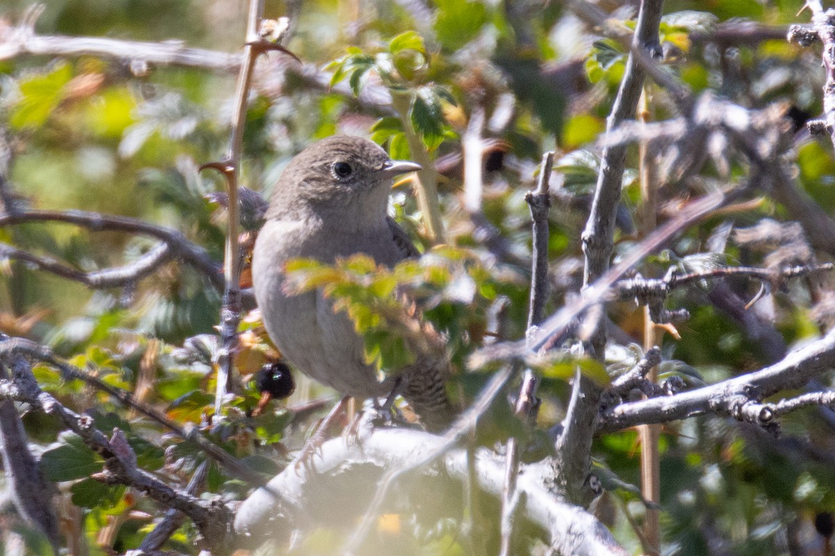 Northern House Wren - ML643467168