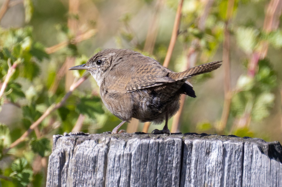 Northern House Wren - ML643467169