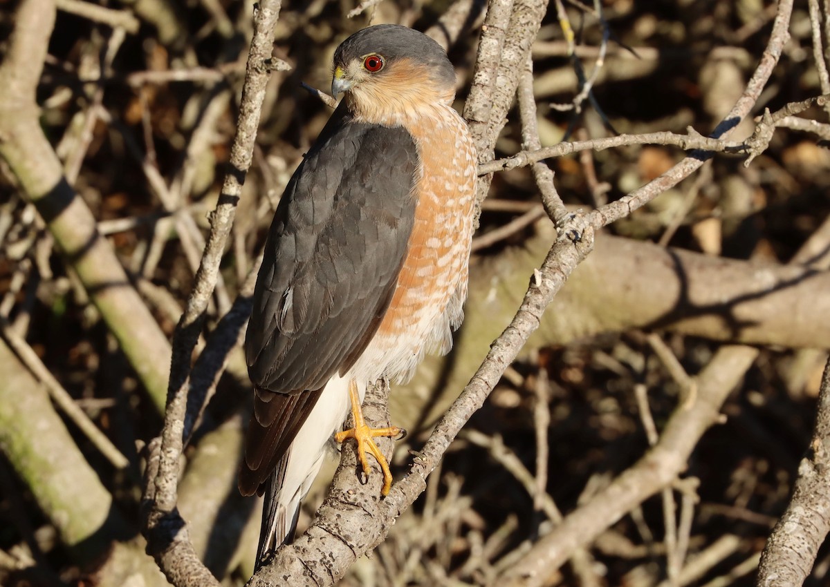 Sharp-shinned Hawk - ML643467179