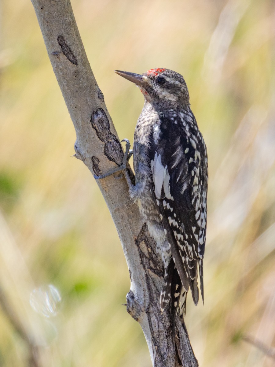 Red-naped Sapsucker - ML643467186