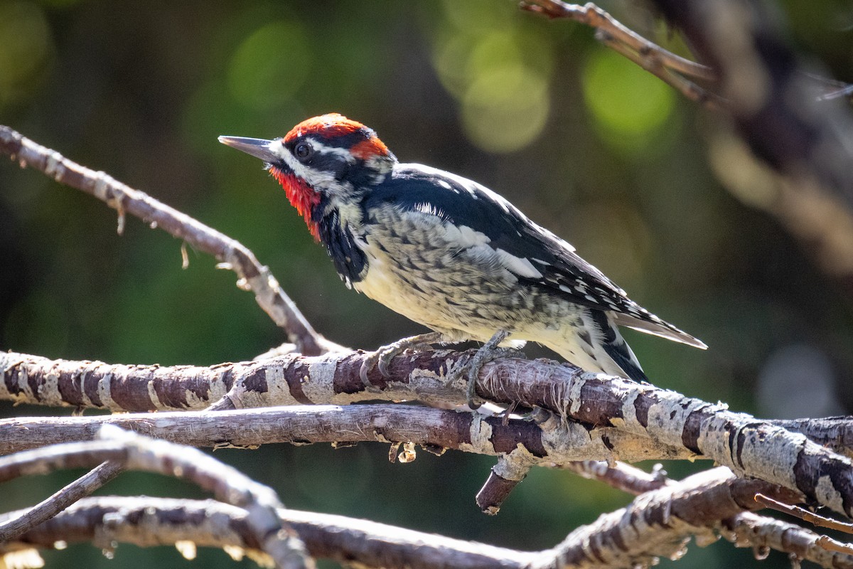 Red-naped Sapsucker - ML643467188
