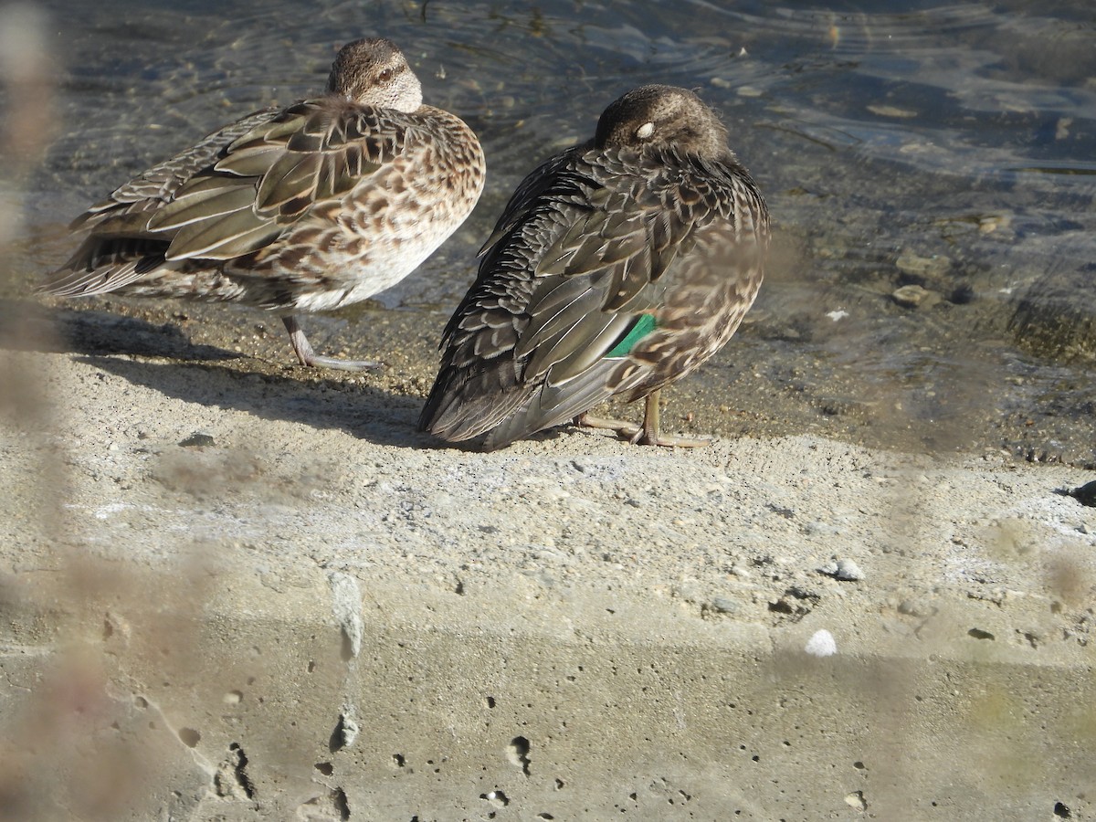 teal sp. - ML643467190