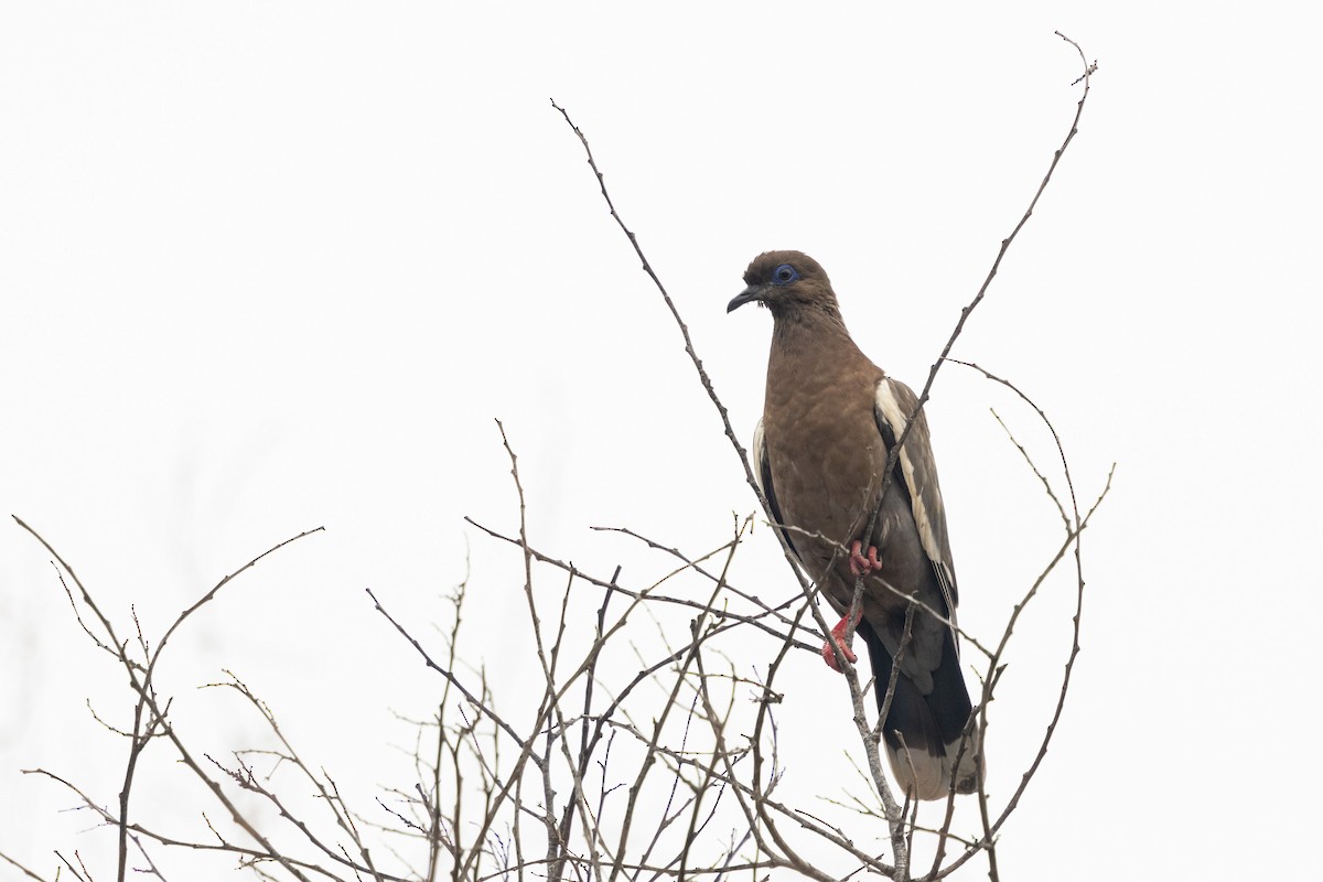 West Peruvian Dove - ML643467198