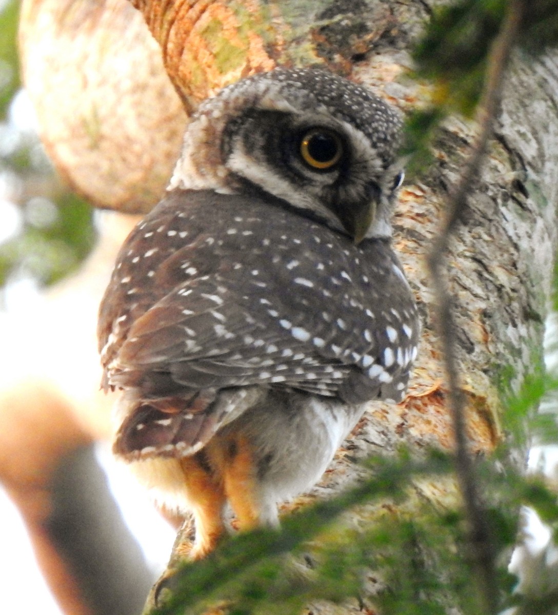 Spotted Owlet - ML643467211