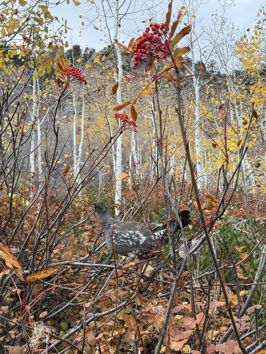 Dusky Grouse - ML643467222