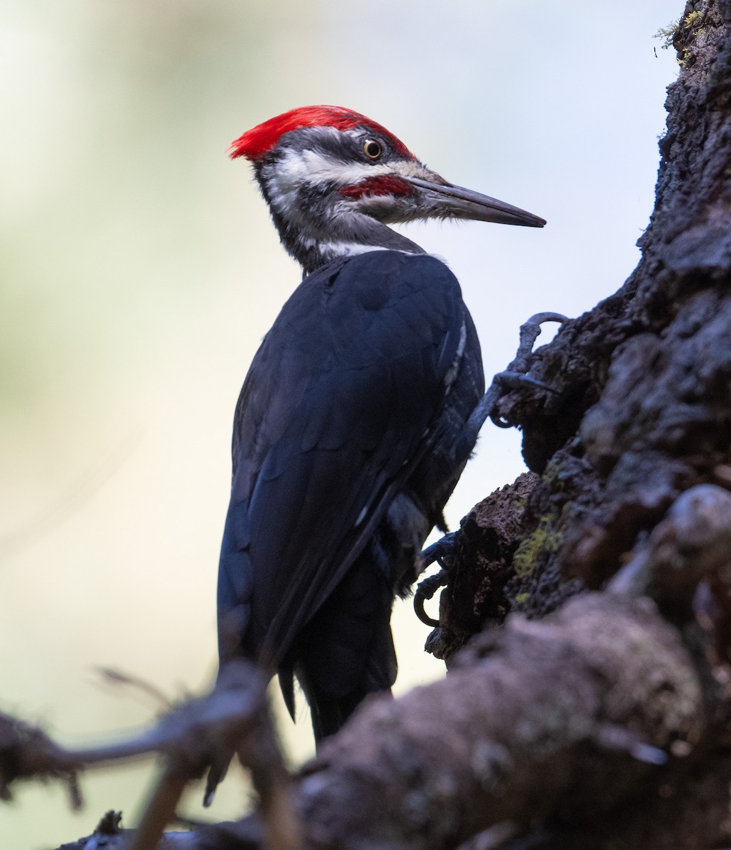Pileated Woodpecker - ML643467228