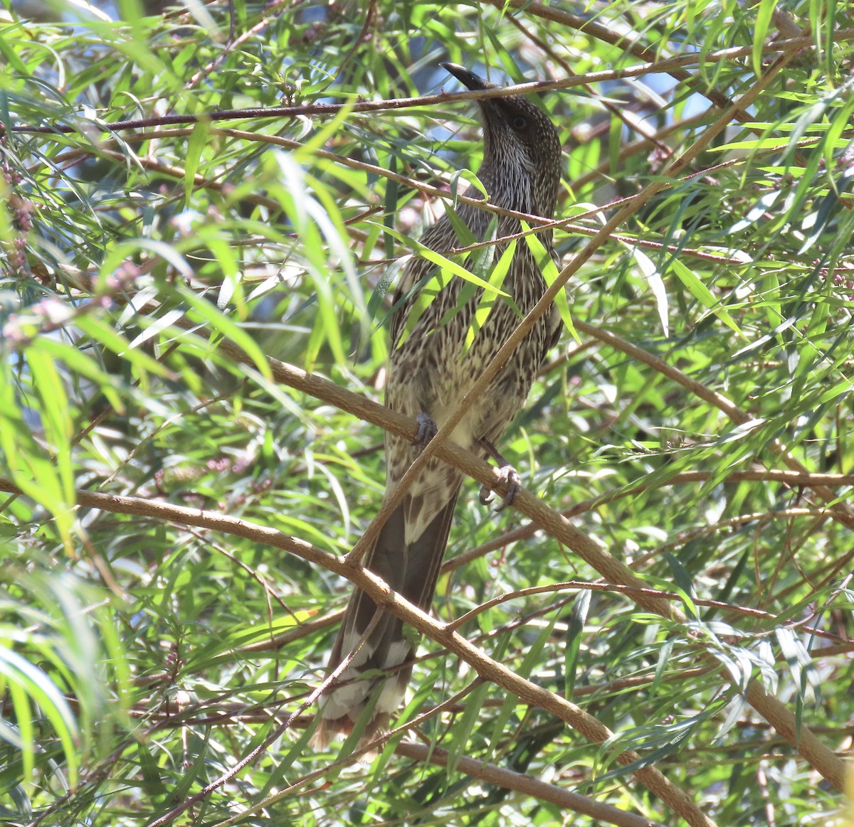 Little Wattlebird - ML643467233