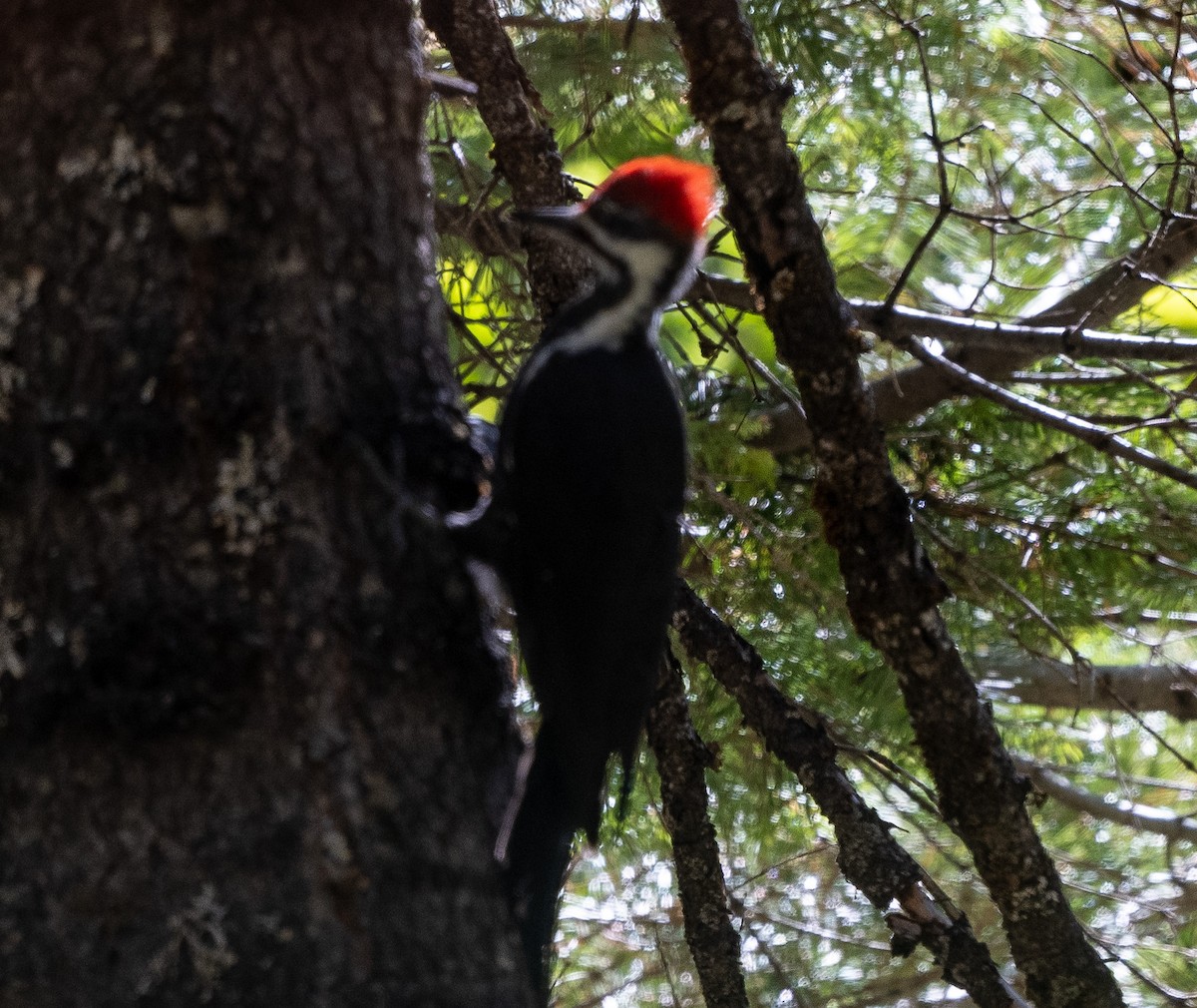 Pileated Woodpecker - ML643467234
