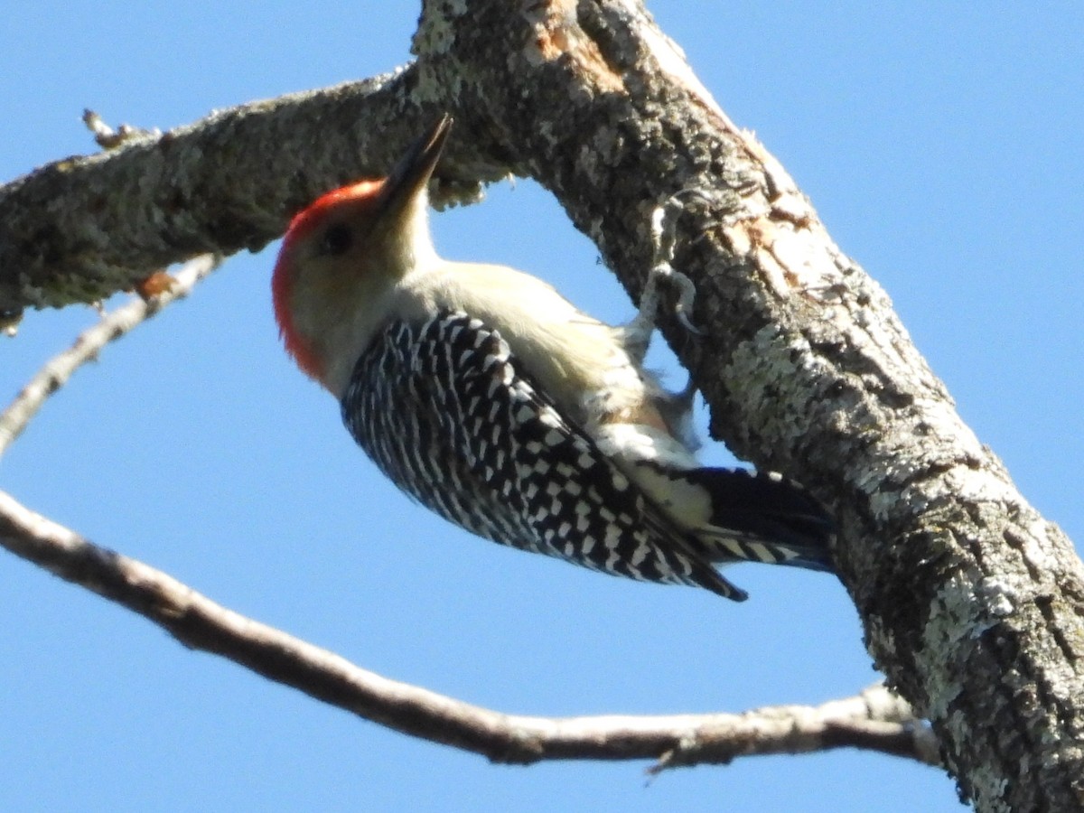 Red-bellied Woodpecker - ML643467254