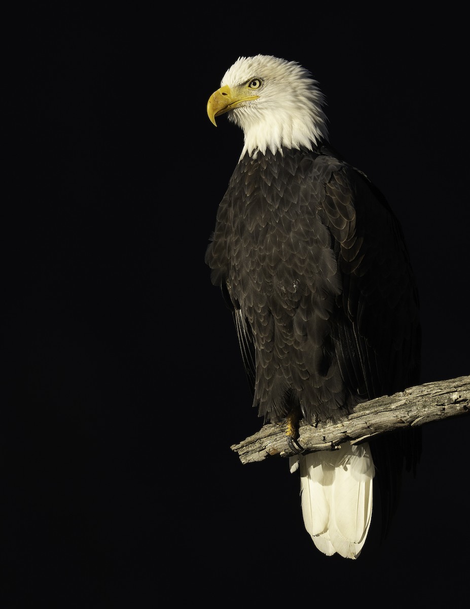 Bald Eagle - ML643467255