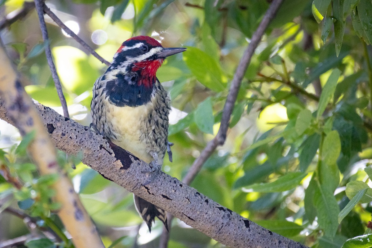 Red-naped Sapsucker - ML643467262