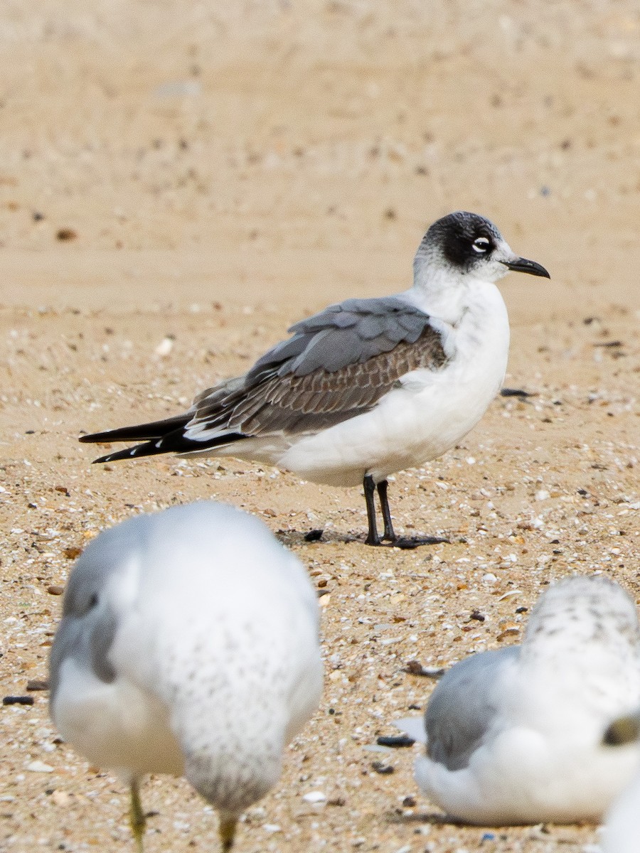 Franklin's Gull - ML643467267