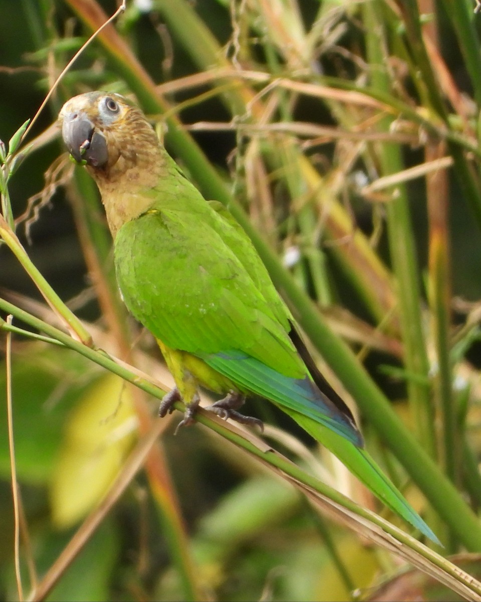 Brown-throated Parakeet - ML643467269