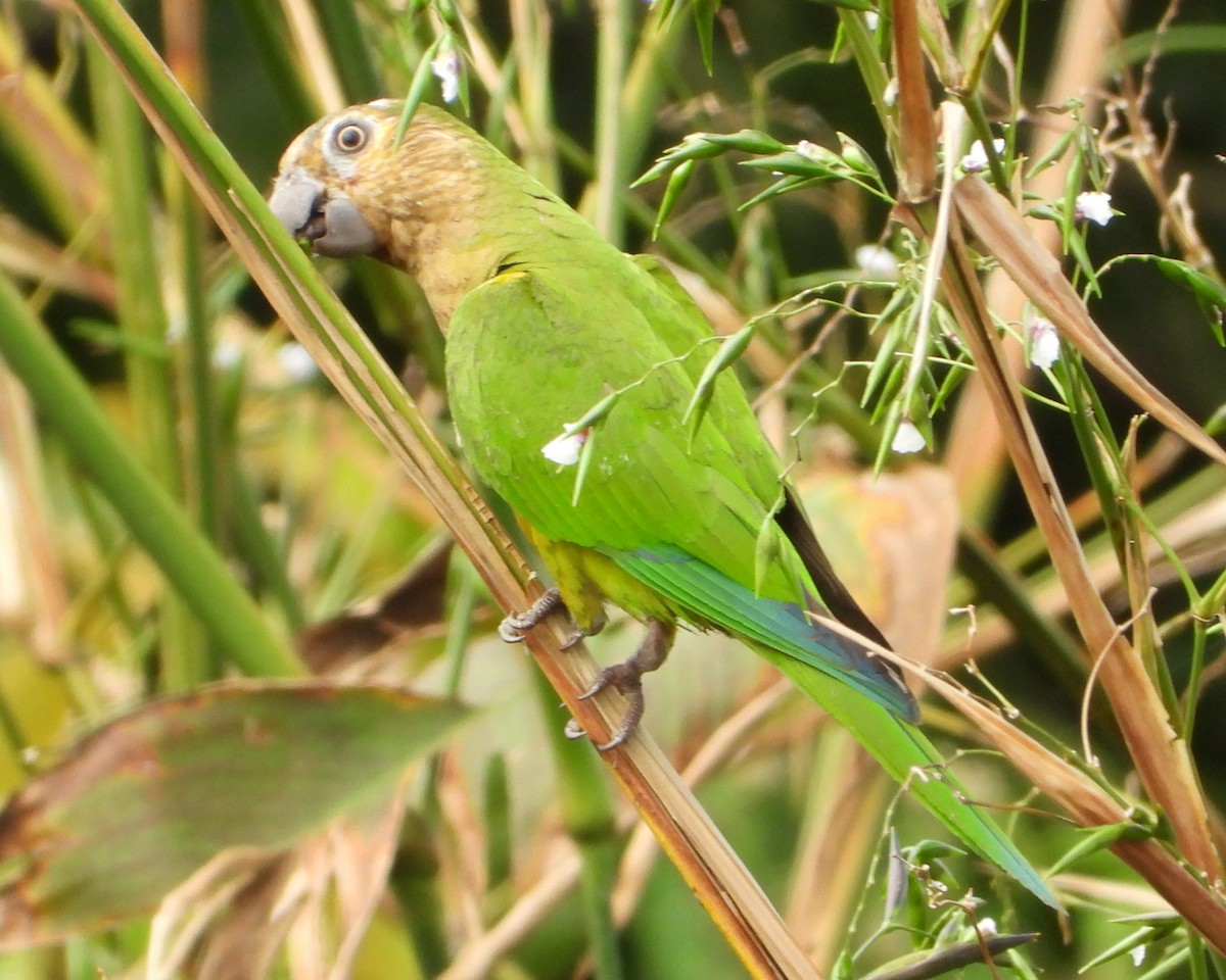 Brown-throated Parakeet - ML643467270