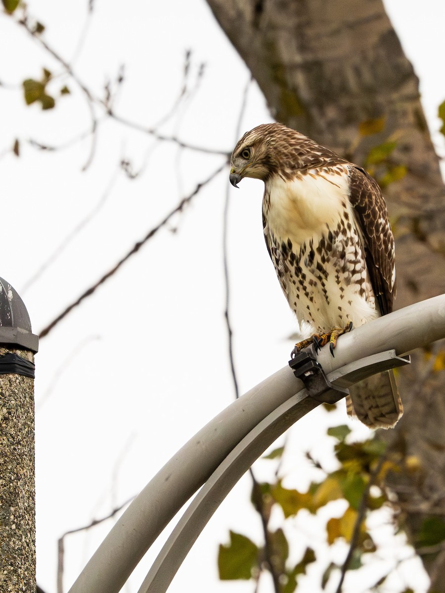 Red-tailed Hawk - ML643467272