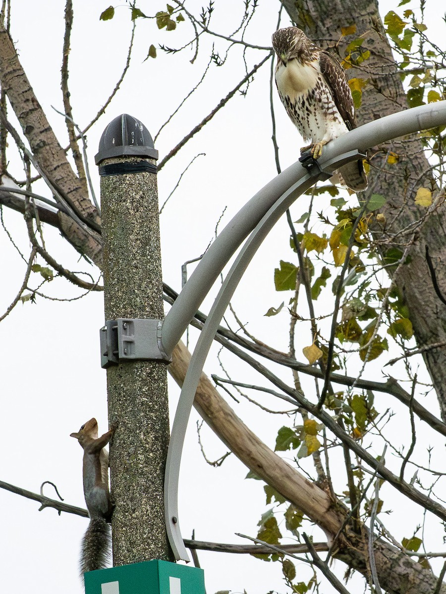 Red-tailed Hawk - ML643467273