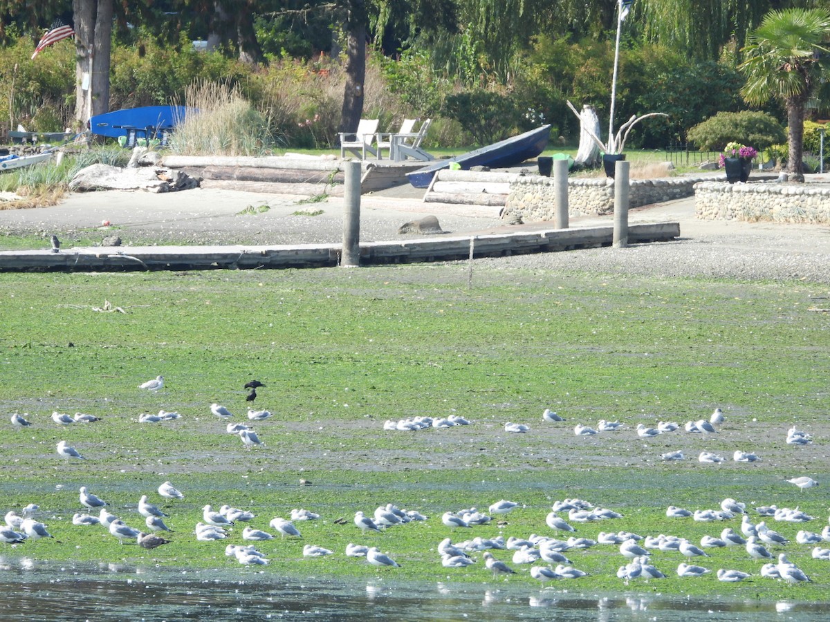 California Gull - ML643467274