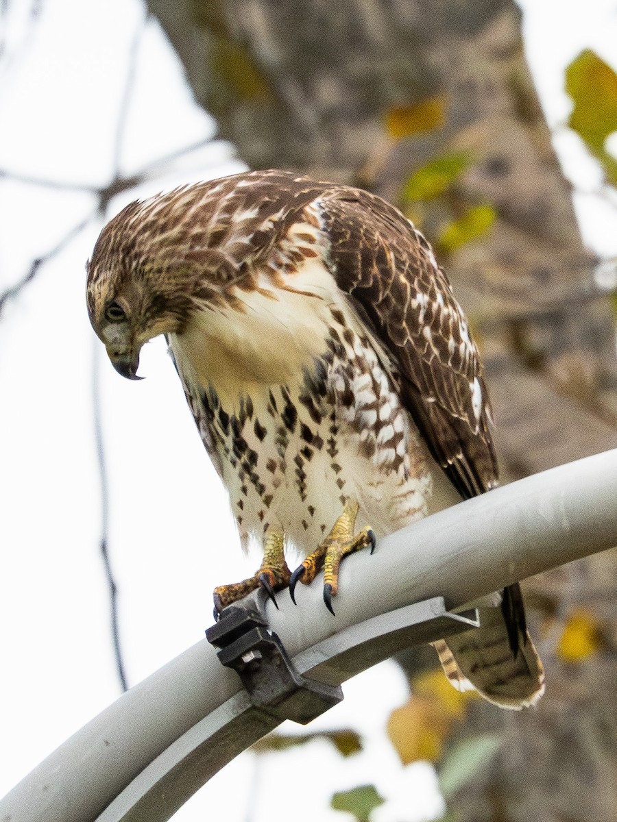 Red-tailed Hawk - ML643467280