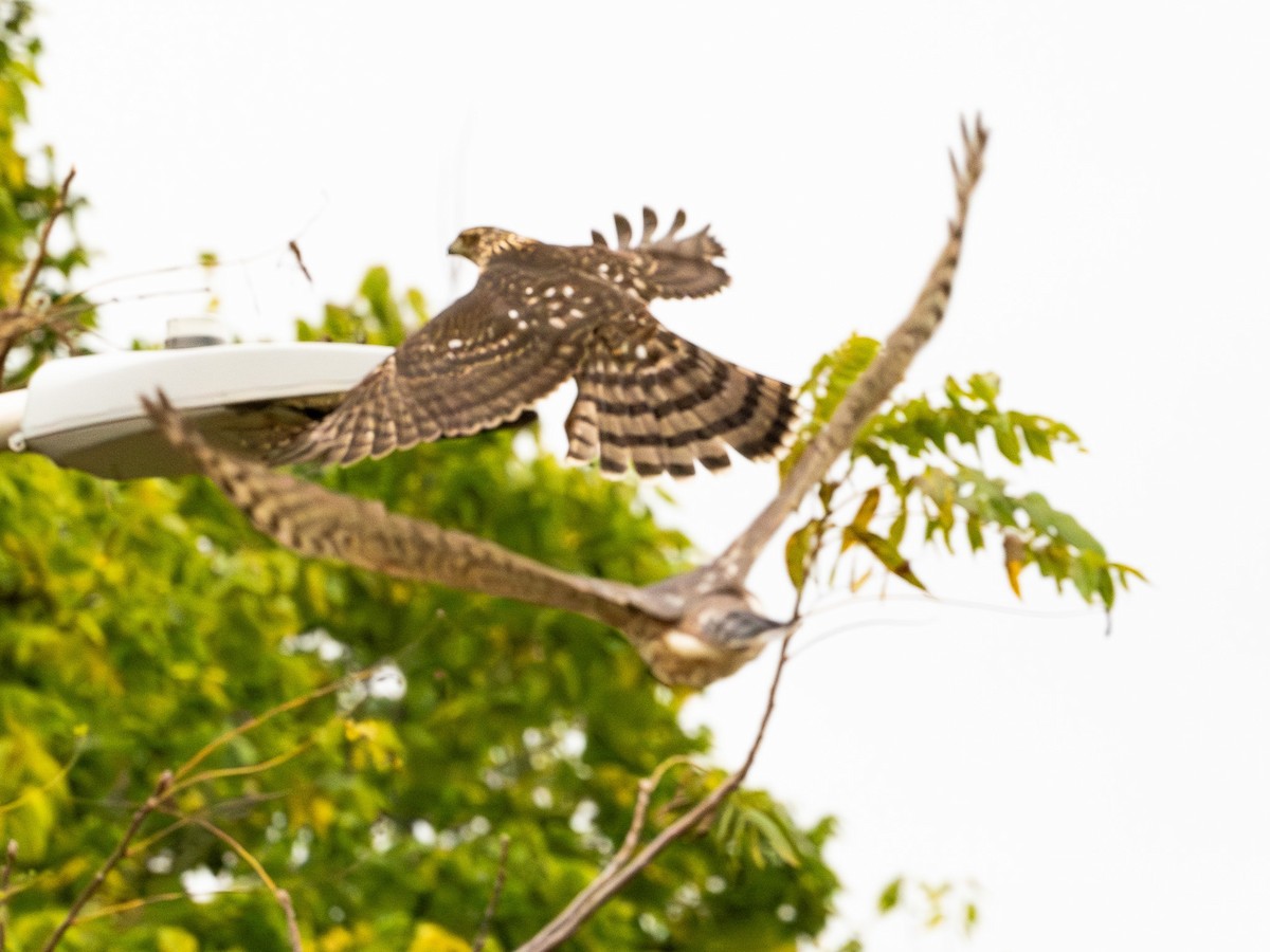Cooper's Hawk - ML643467297
