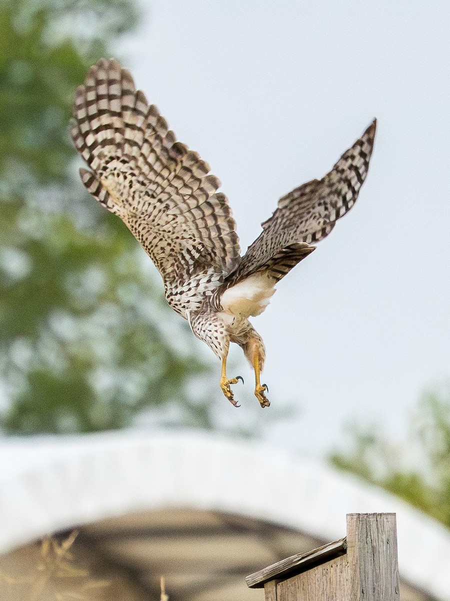 Cooper's Hawk - ML643467301