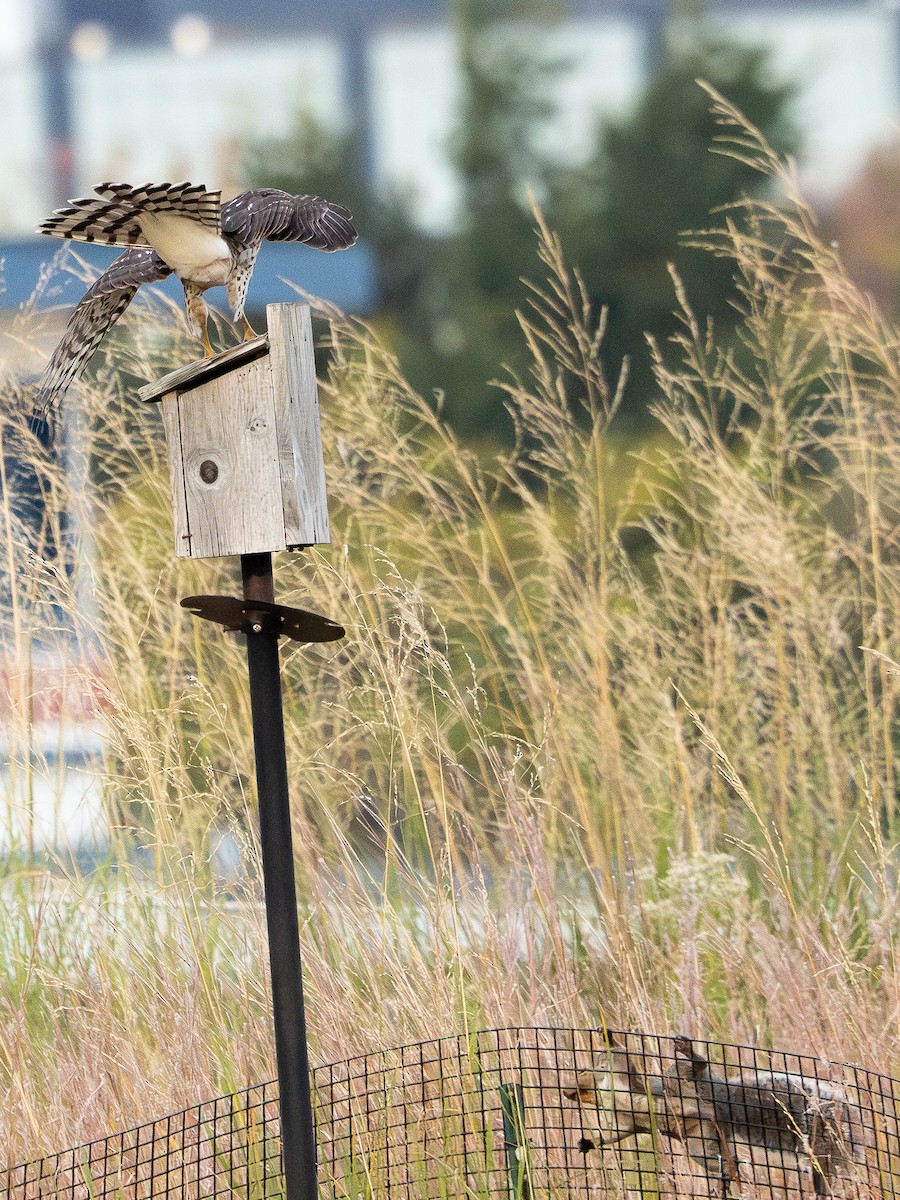 Cooper's Hawk - ML643467302