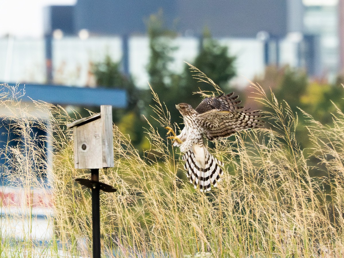 Cooper's Hawk - ML643467303