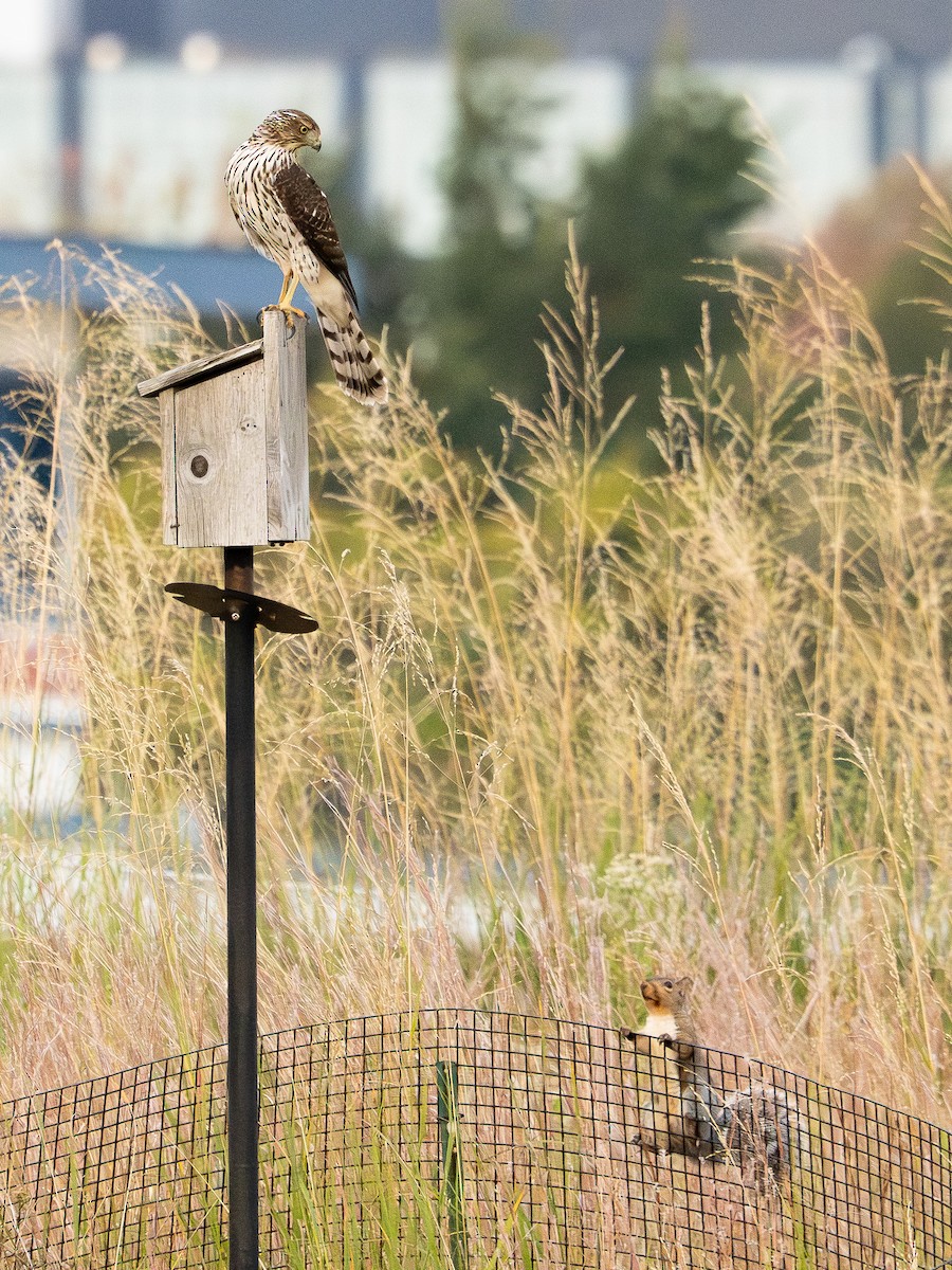 Cooper's Hawk - ML643467304