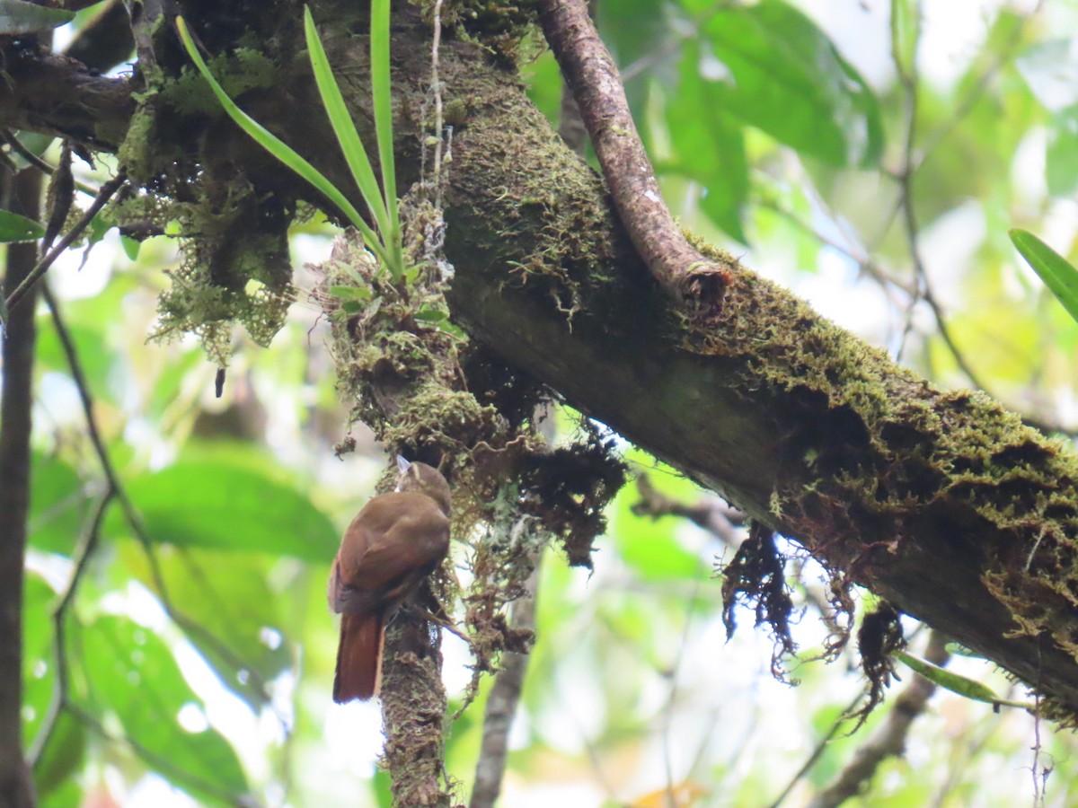 Northern Plain-Xenops - ML643467329