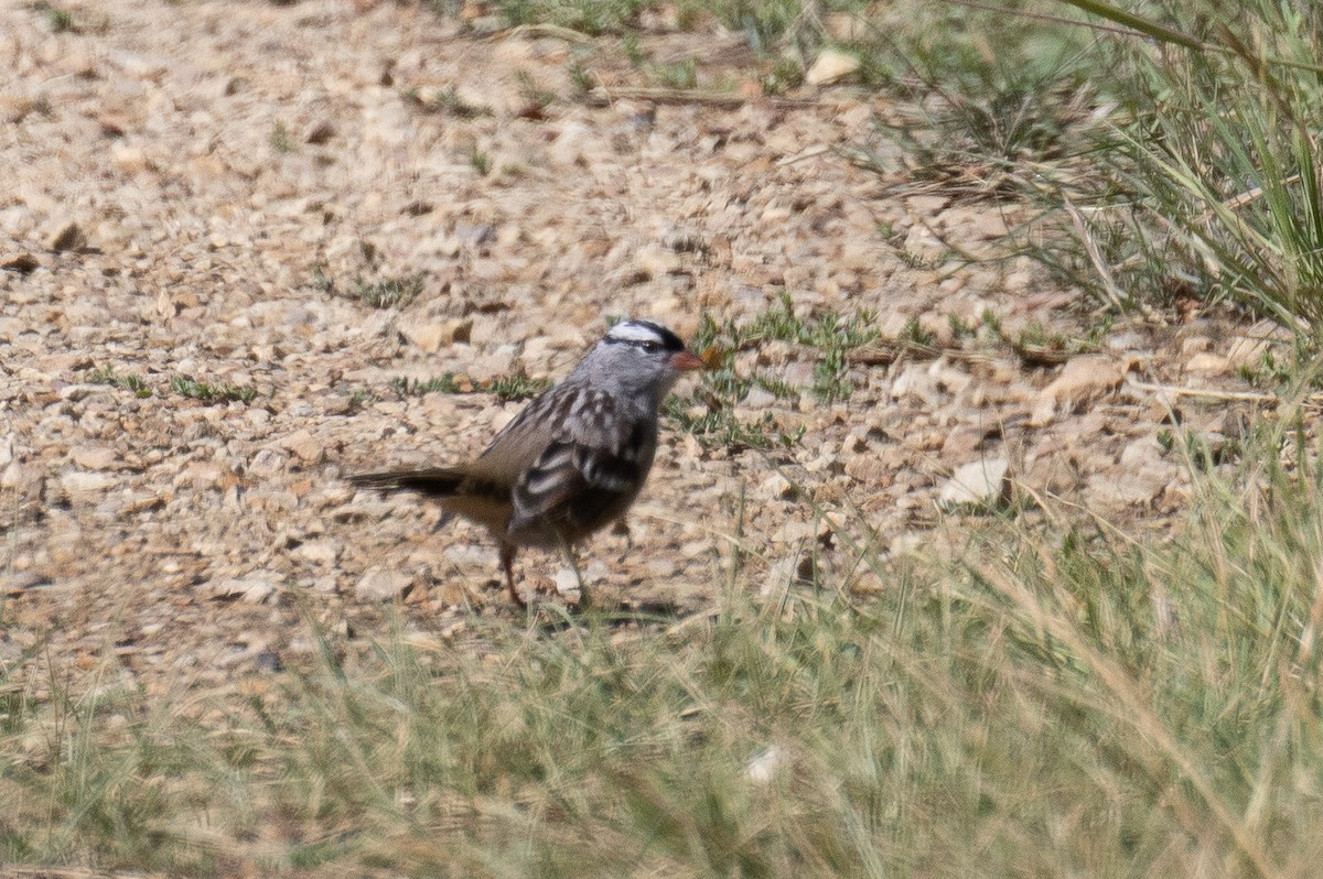 Bruant à couronne blanche - ML643467359