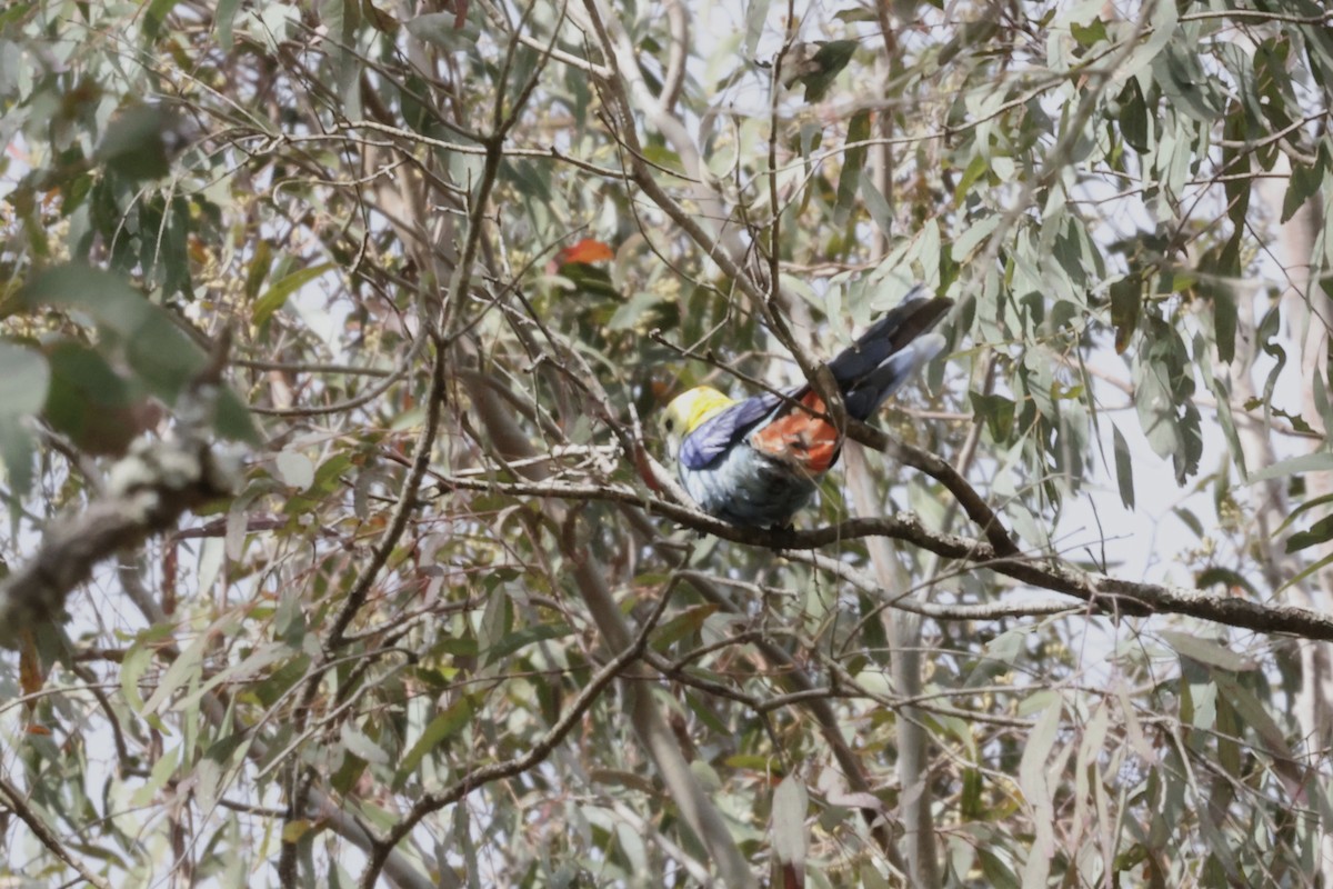 Pale-headed Rosella - ML643467360