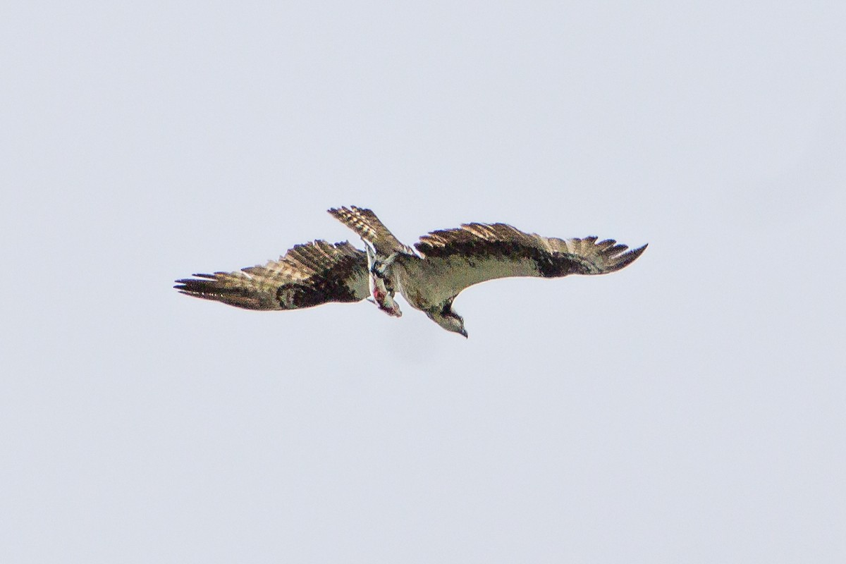 Osprey - ML643467374