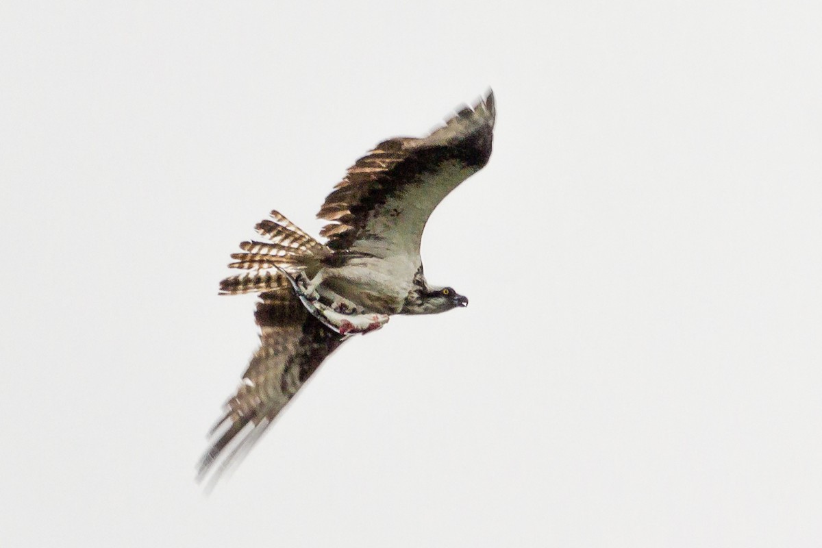 Osprey - ML643467375