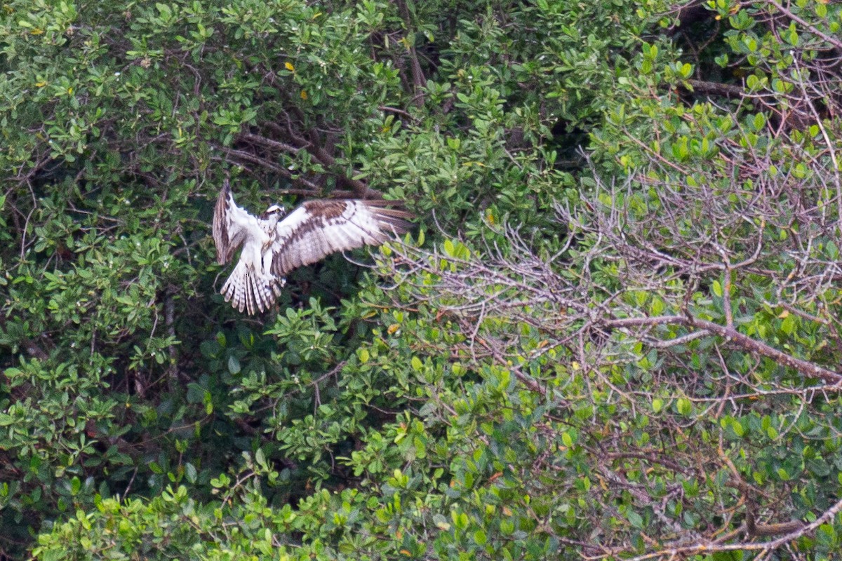Osprey - ML643467376
