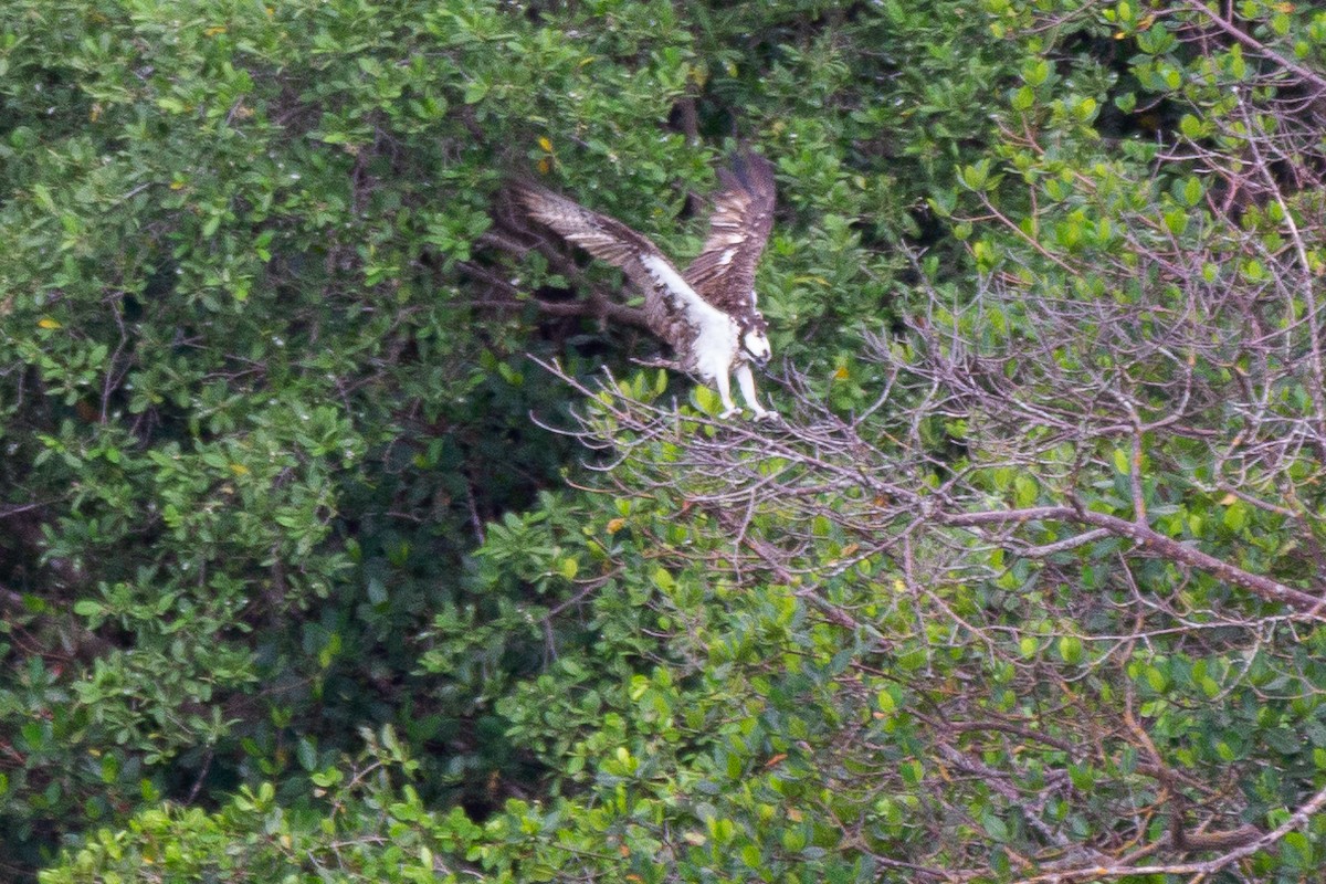 Osprey - ML643467377