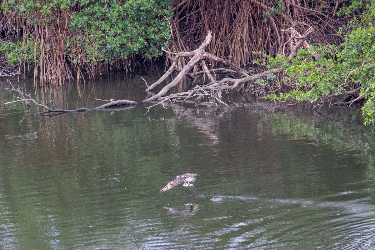 Osprey - ML643467378