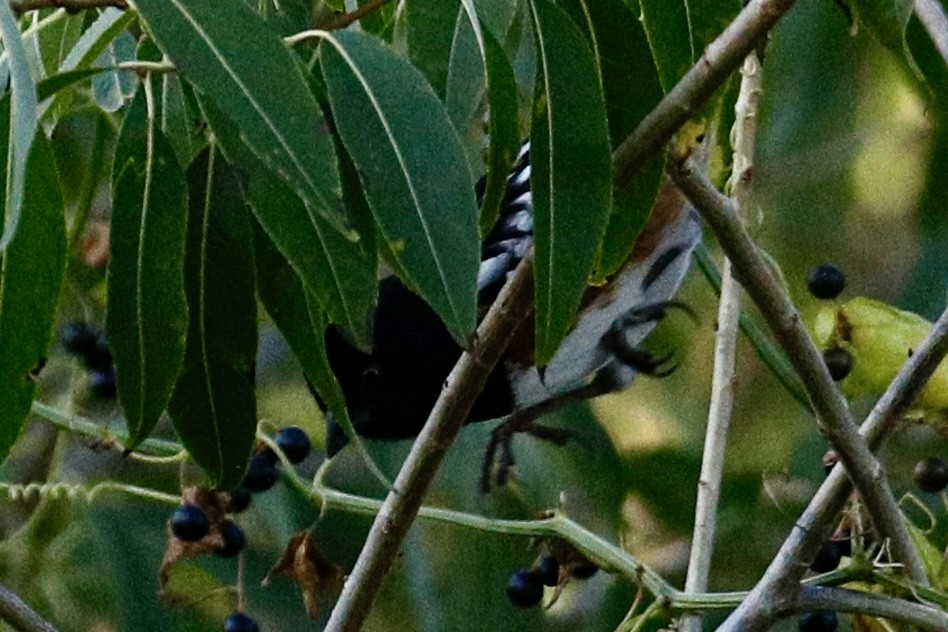 Spotted Towhee - ML643467383