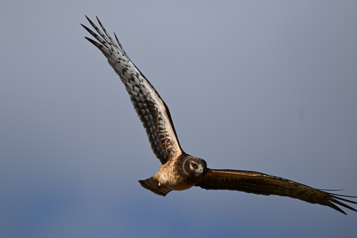 Northern Harrier - ML643467384