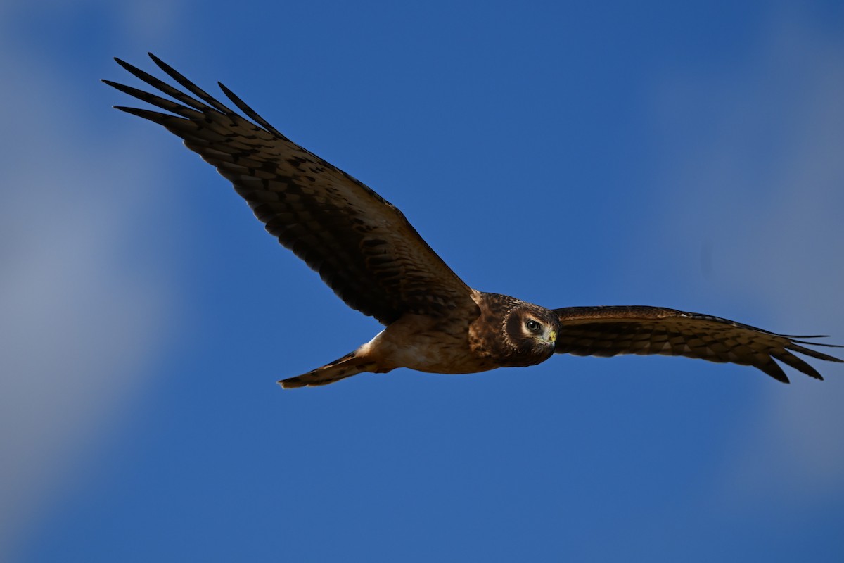Northern Harrier - ML643467386