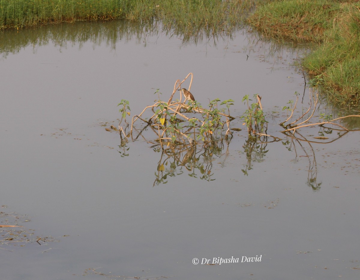 mangrovehegre - ML643467387