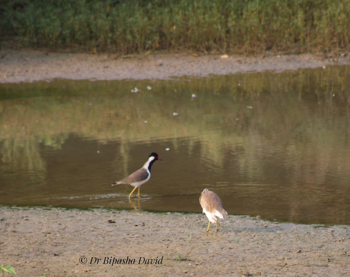 mangrovehegre - ML643467388