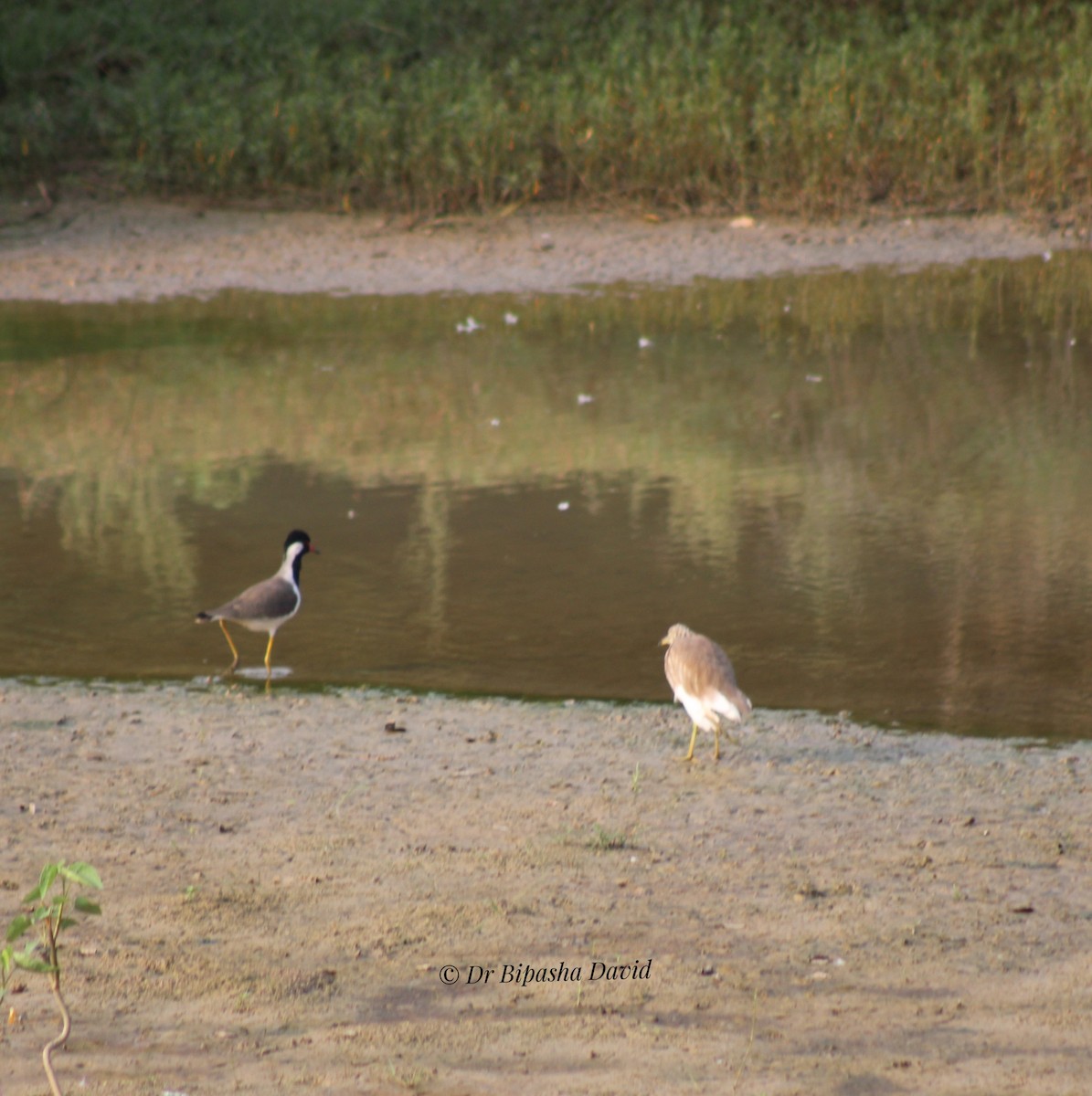 mangrovehegre - ML643467389