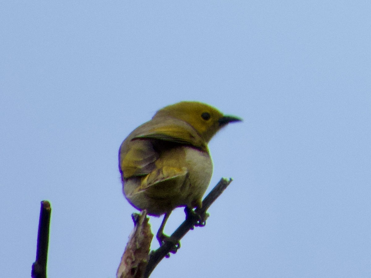 White-plumed Honeyeater - ML643467390