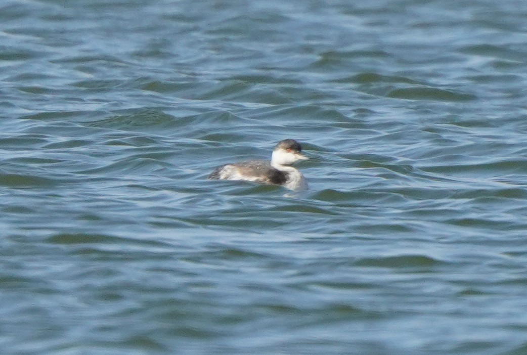 Eared Grebe - ML643467392