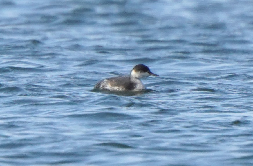 Eared Grebe - ML643467393