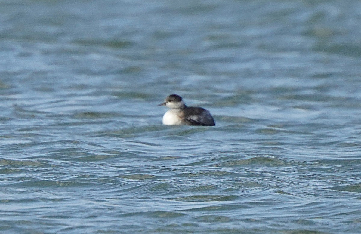 Eared Grebe - ML643467394