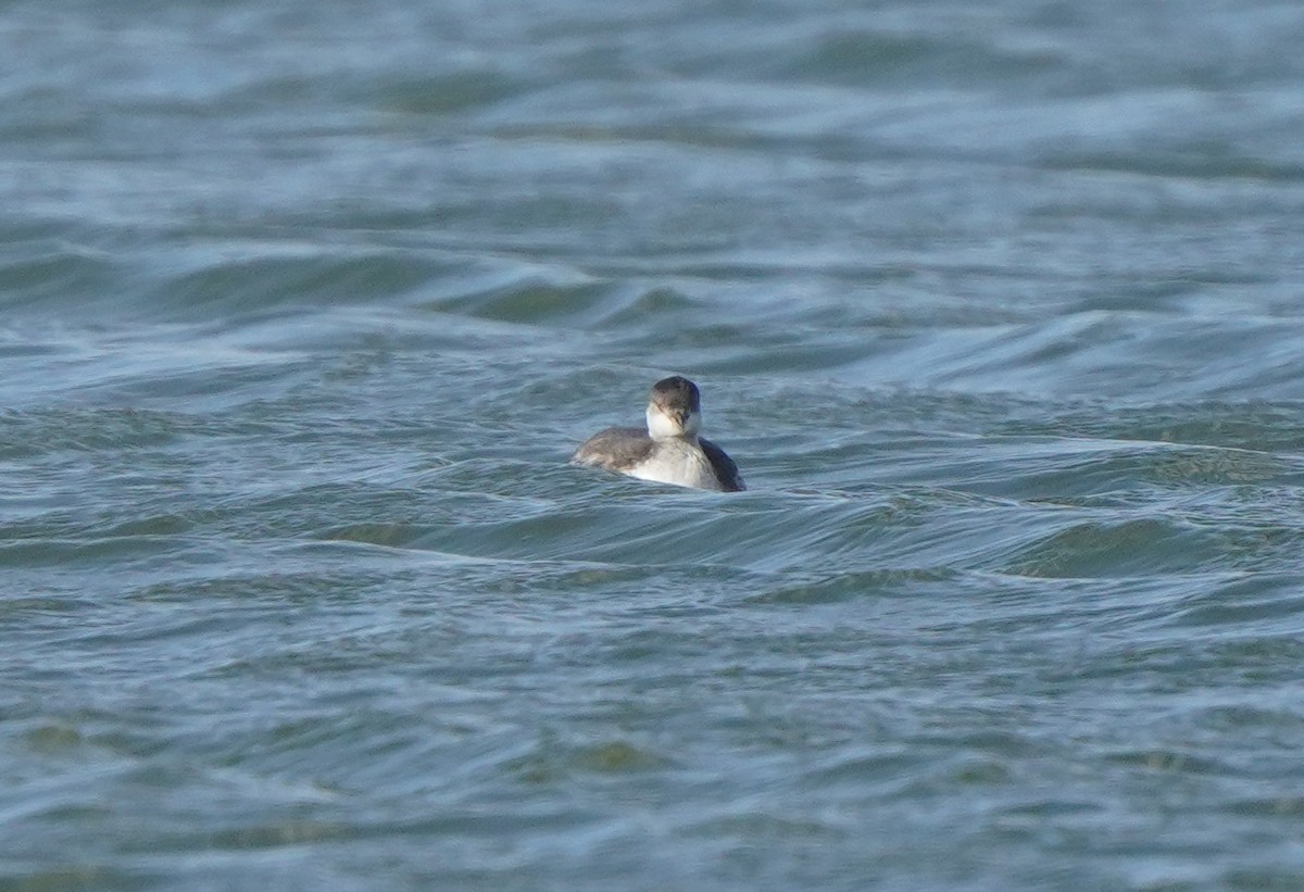 Eared Grebe - ML643467395