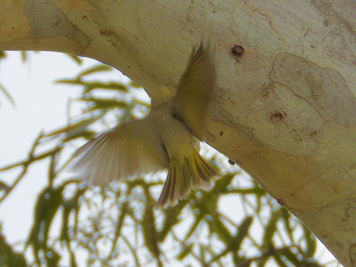 White-plumed Honeyeater - ML643467397