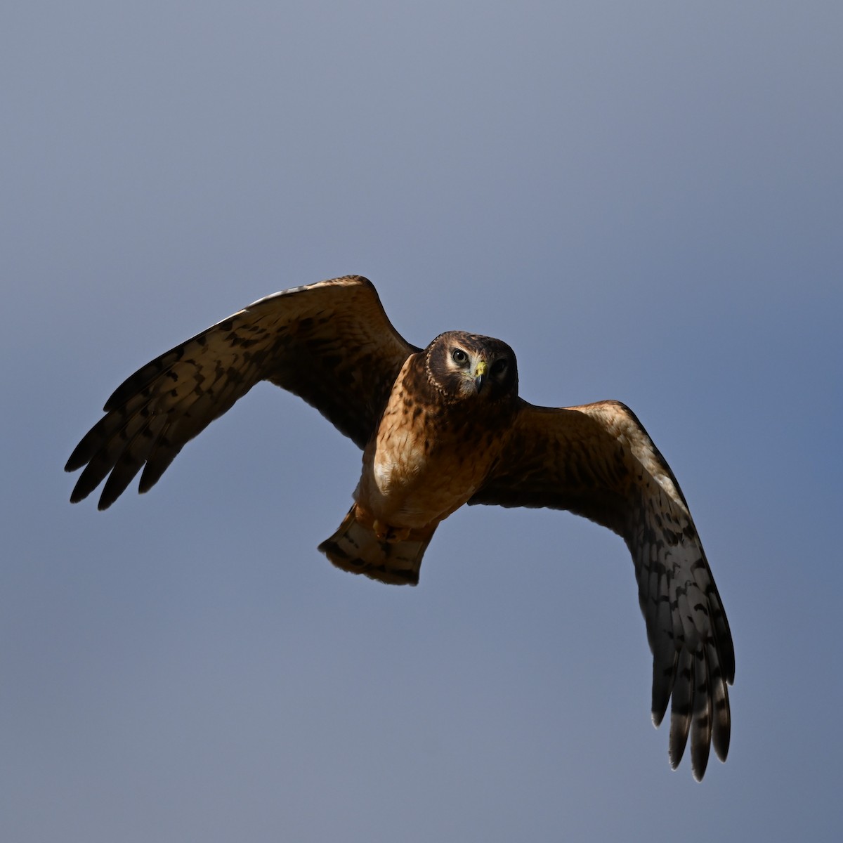 Northern Harrier - ML643467401